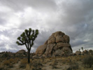 Joshua Tree National Park, just before a December storm.